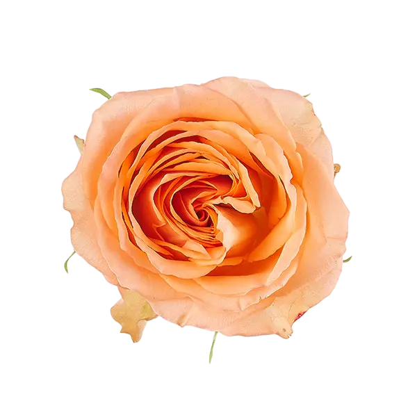 Country Home salmon garden rose Ecuador