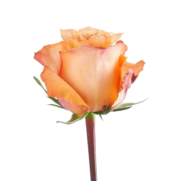 country home garden rose side view from ecuador