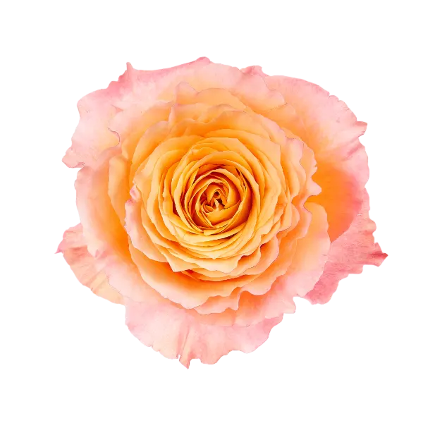 Free spirit garden rose Ecuador