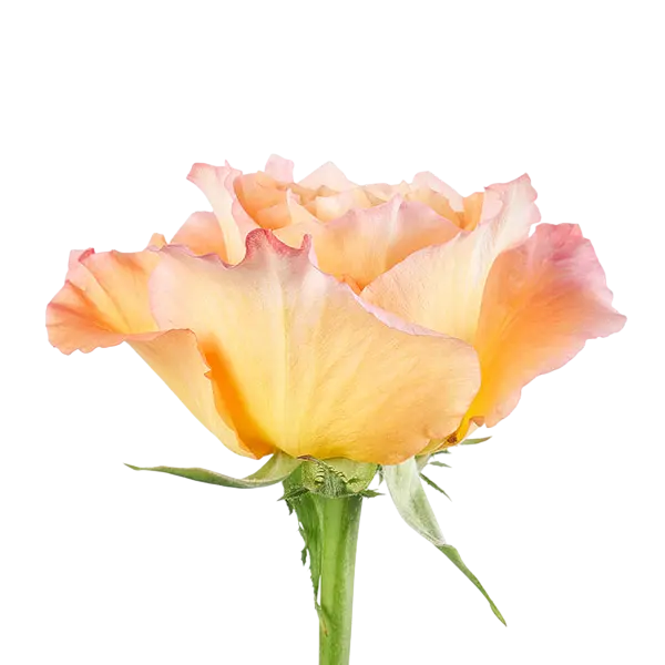 free spirit orange garden rose side view from ecuador