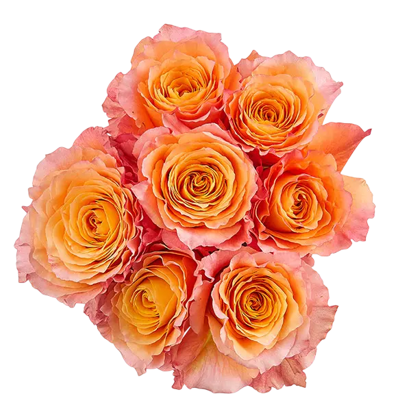 free spirit orange garden roses bouquet from Ecuador