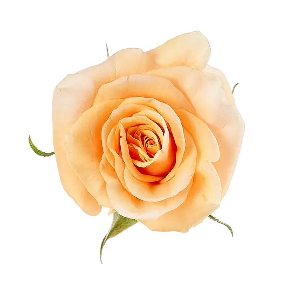 Phoenix Peach garden rose Ecuador