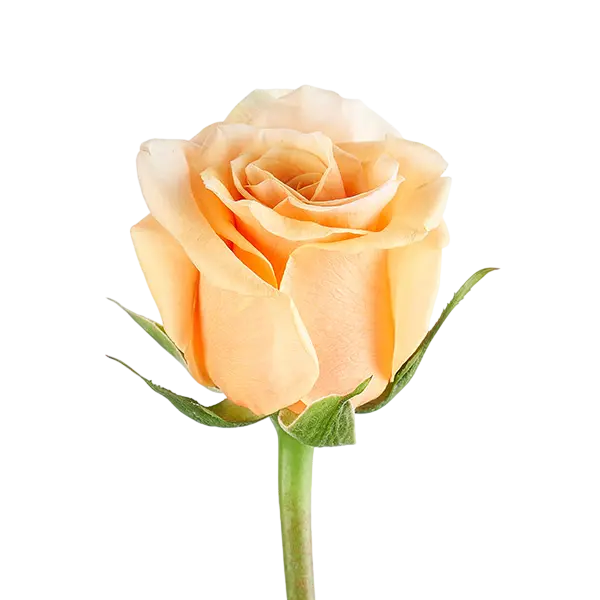 phoenix peach garden rose side view from ecuador