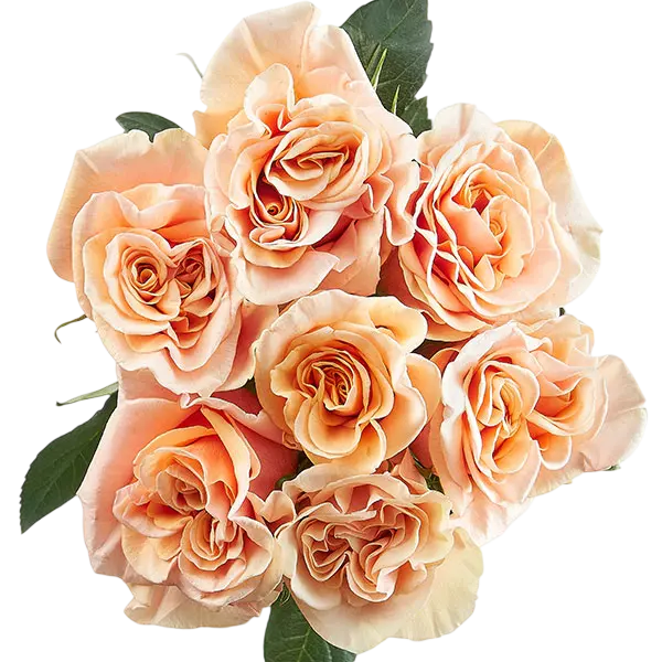 phoenix peach garden roses bouquet from Ecuador