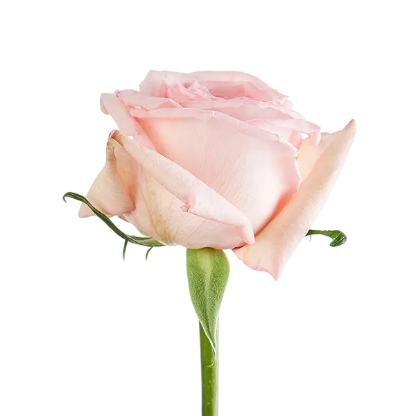 pink ohara garden rose side view from ecuador