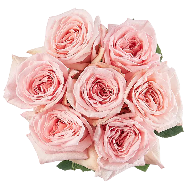 pink ohara garden roses bouquet from Ecuador