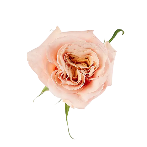 Silver Mikado Spray Rose