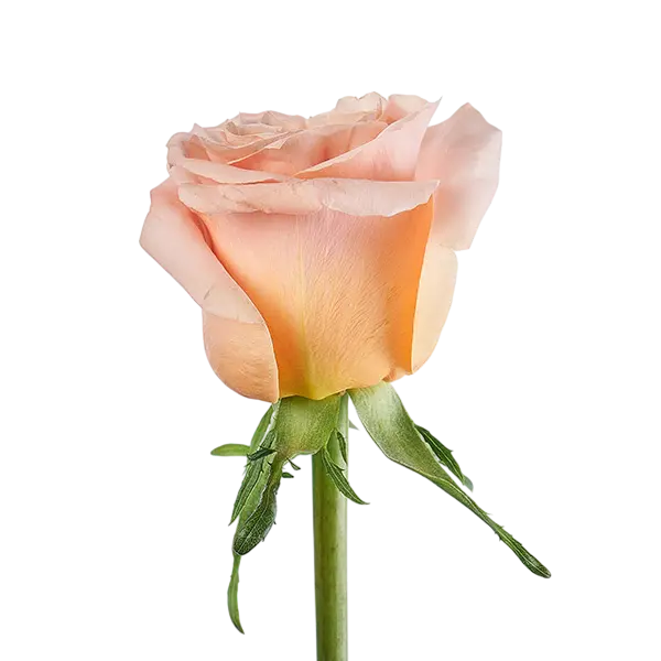 shimmer peach garden rose side view from ecuador