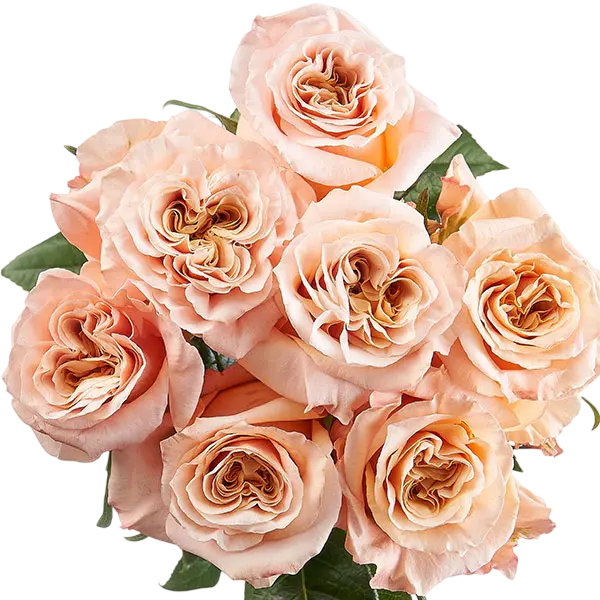 shimmer peach garden roses bouquet from Ecuador