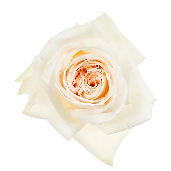 Hot Desire Spray Rose