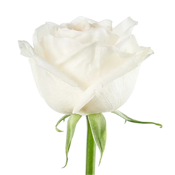 White Ohara garden rose grown in Ecuador