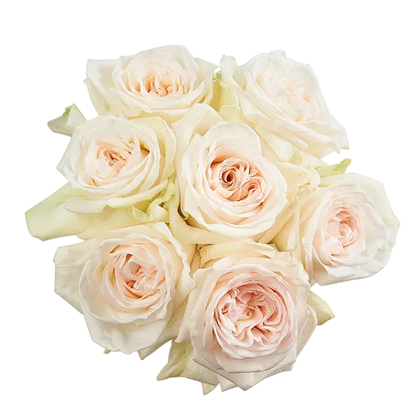 white ohara garden roses bouquet from Ecuador