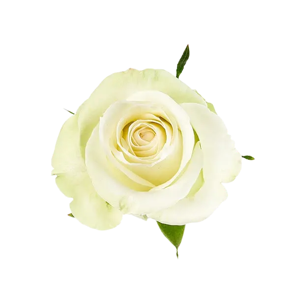 alba white rose from Ecuador farm direct