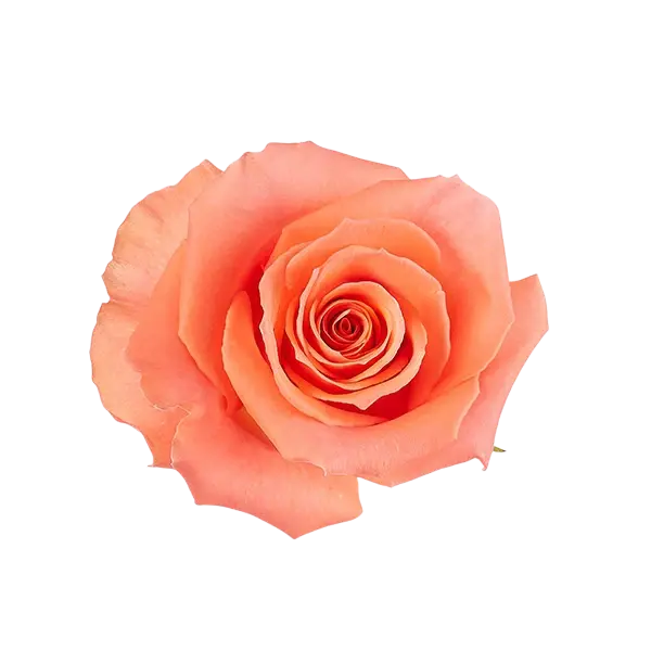 amsterdam rose from Ecuador