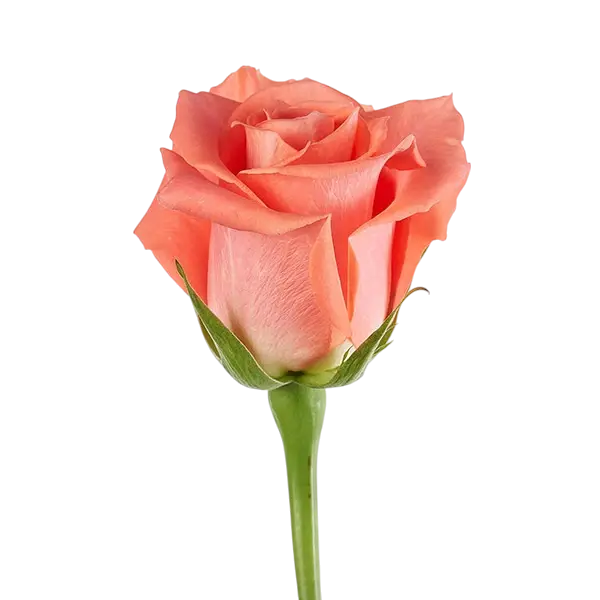 amsterdam orange rose side view from ecuador