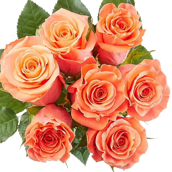 amsterdam orange roses bouquet from ecuador