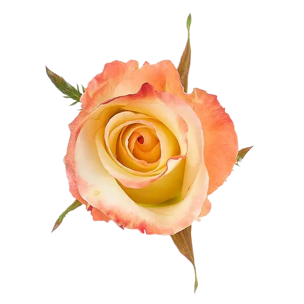 aubade rose from Ecuador