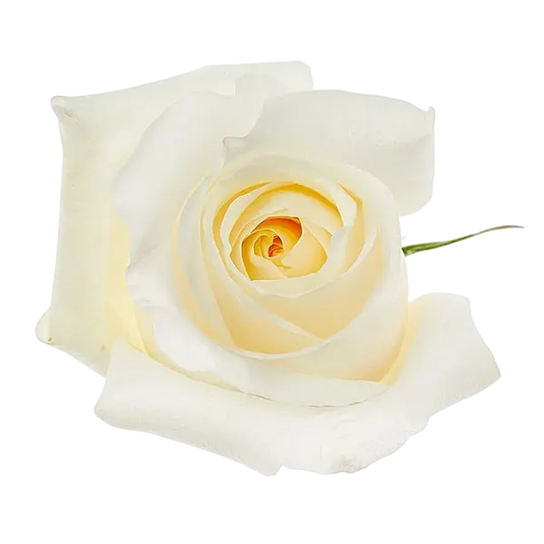 blizzard white rose from Ecuador