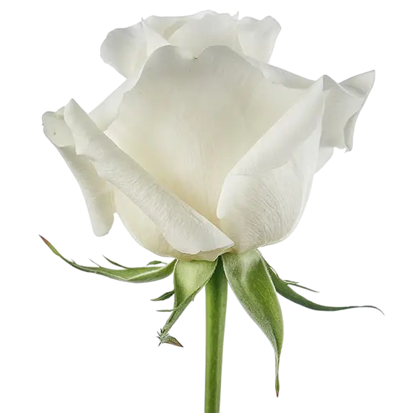 blizzard white rose side view from ecuador