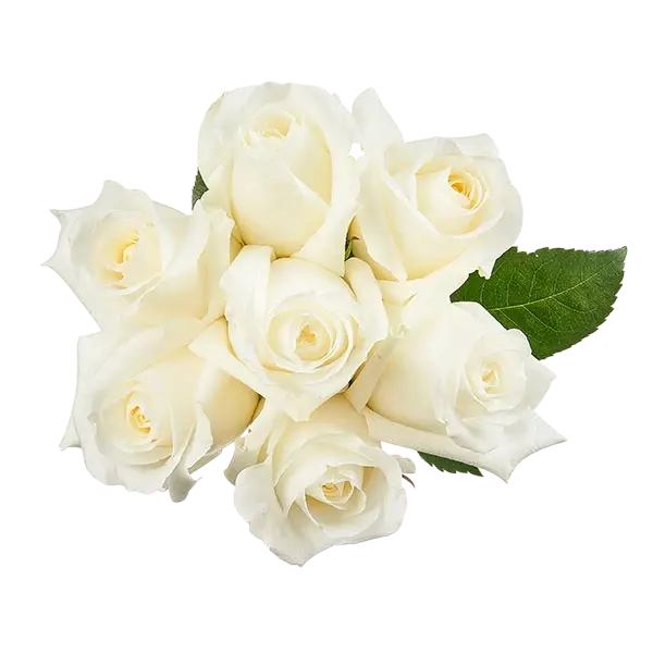 blizzard white roses bouquets from ecuador