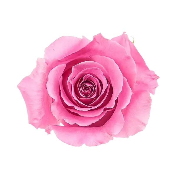 breathless rose from Ecuador