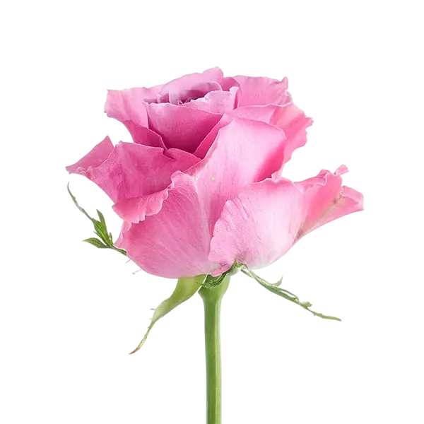 breathless lavender rose side view from ecuador