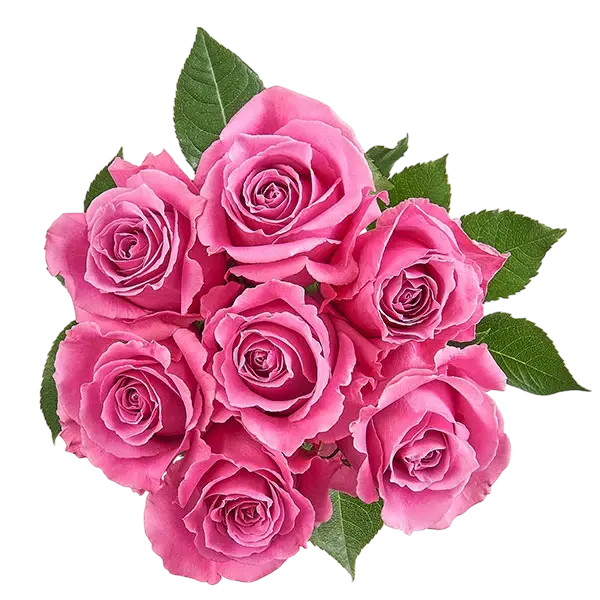 breathless lavender roses bouquet from ecuador