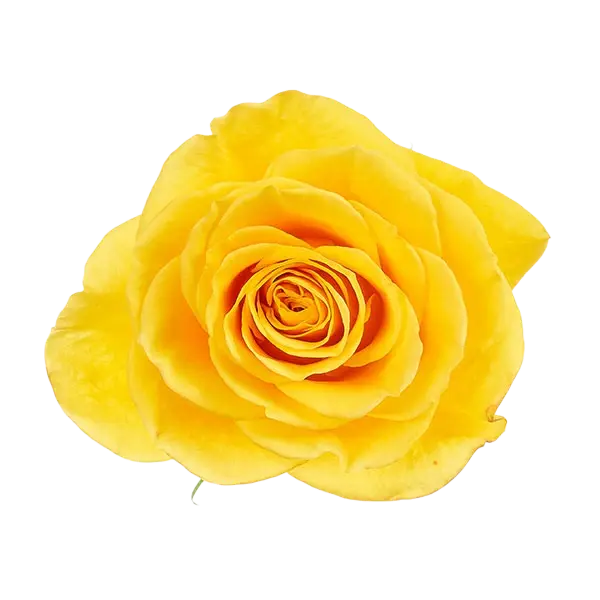 brighton yellow rose from Ecuador