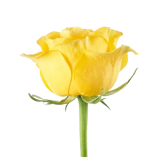 brighton yellow rose side view from ecuador