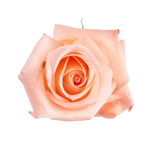 engagement pink rose from Ecuador