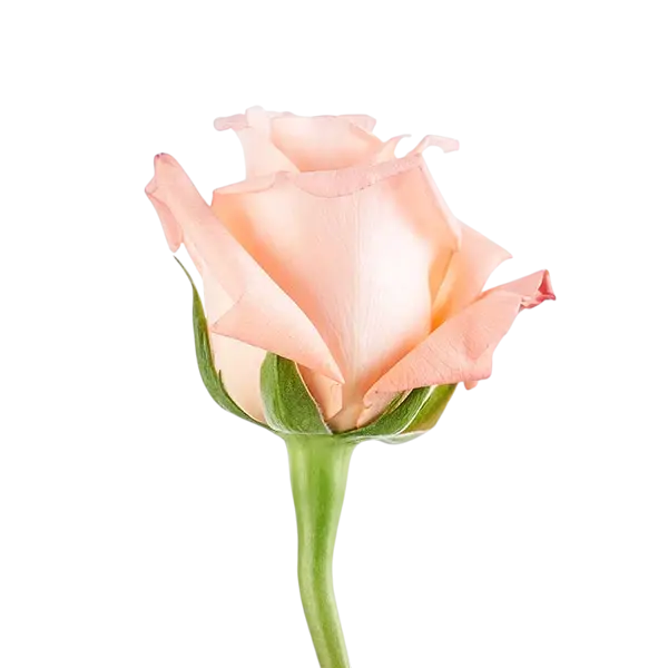 engagement pink rose side view from ecuador