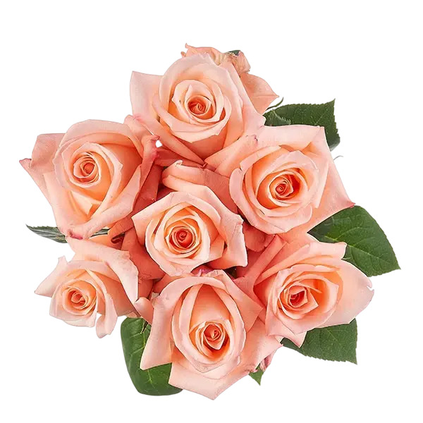 engagement pink roses bouquet from ecuador