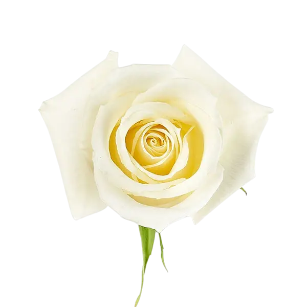 escimo white rose from Ecuador