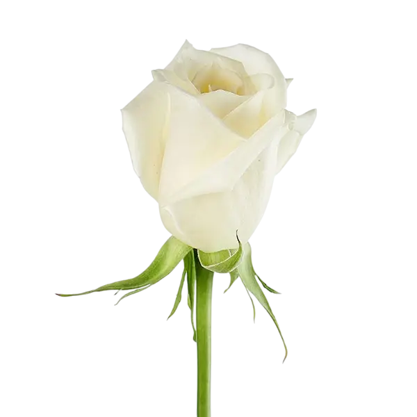 escimo white rose side view from ecuador