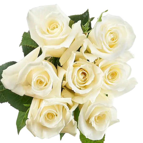 escimo white roses bouquets from ecuador