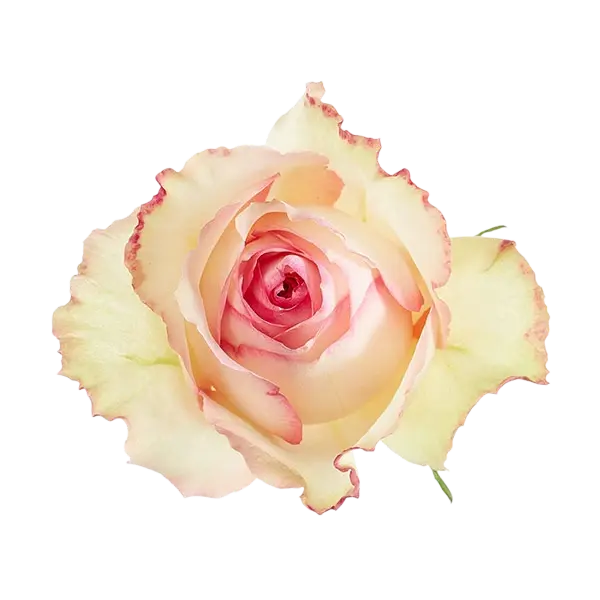 esperance bicolor pink rose from Ecuador