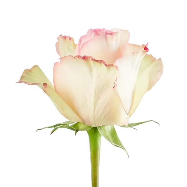 esperance bicolor pink rose side view from ecuador