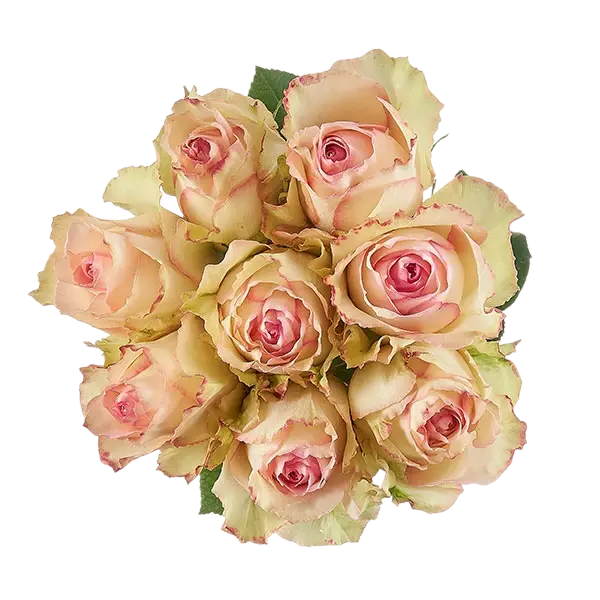 esperance bicolor pink roses bouquets from ecuador