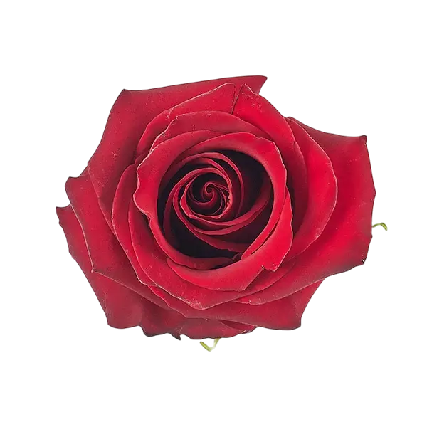 amsterdam rose from Ecuador