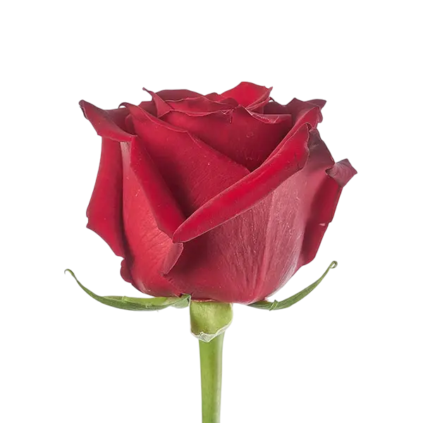 explorer red rose side view from ecuador