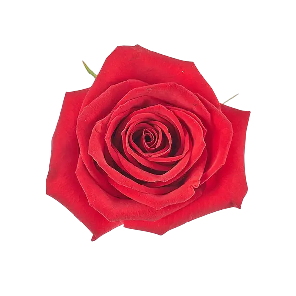 freedom red rose from Ecuador