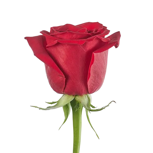 Freedom red rose grown in Ecuador