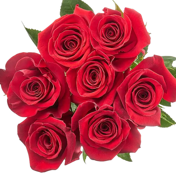 freedom red roses bouquets from ecuador