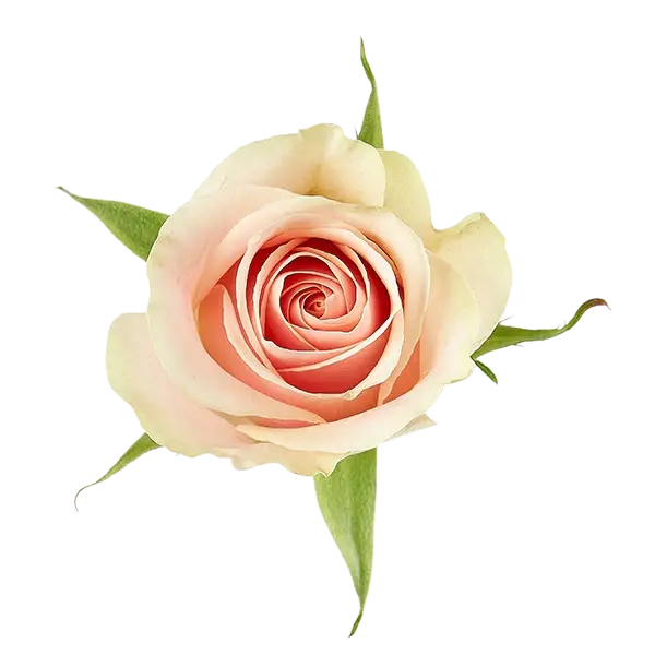 frutteto soft pink rose from Ecuador