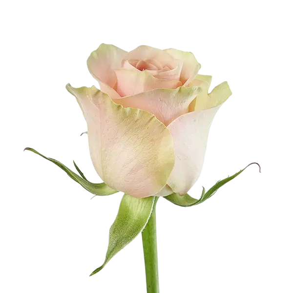 frutteto soft pink rose side view from ecuador