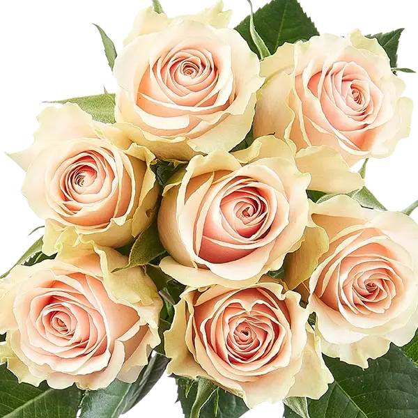 frutteto soft pink roses bouquets from ecuador