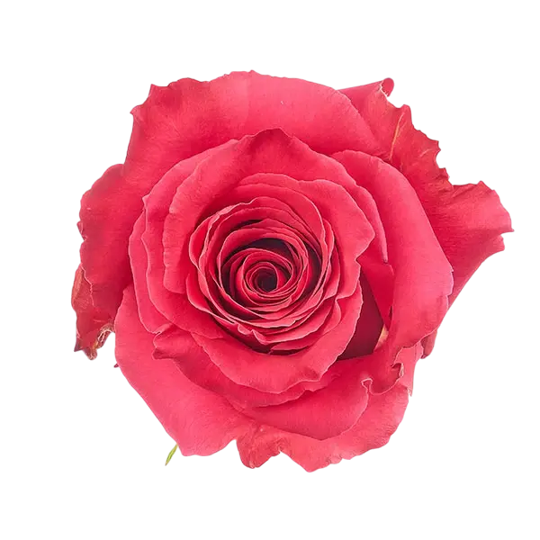 aubade rose from Ecuador