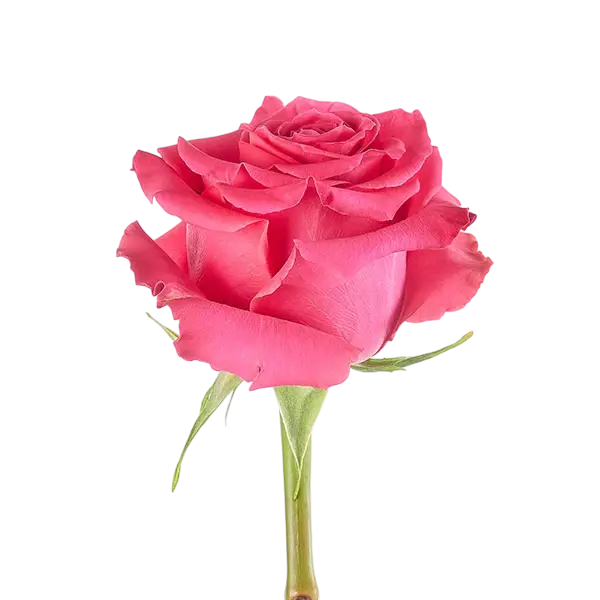 full monty hot pink rose side view from ecuador