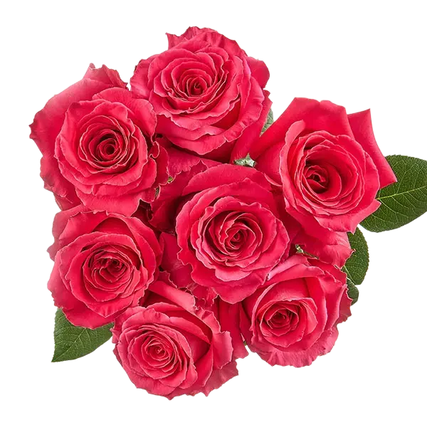 full monty hot pink roses bouquets from ecuador