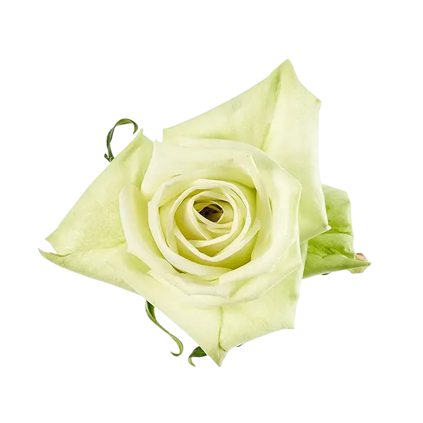 aubade rose from Ecuador